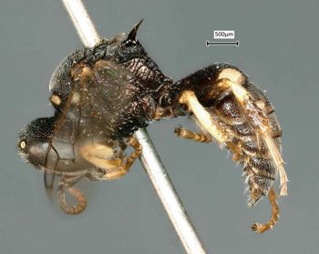Media type: image;   Entomology 14015 Aspect: habitus lateral view